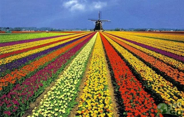 Campos do Jordão e Expoflora em Holambra