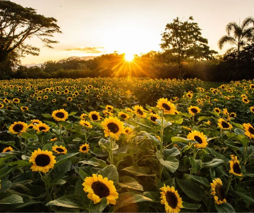 Florada dos Girassóis - Joinville SC