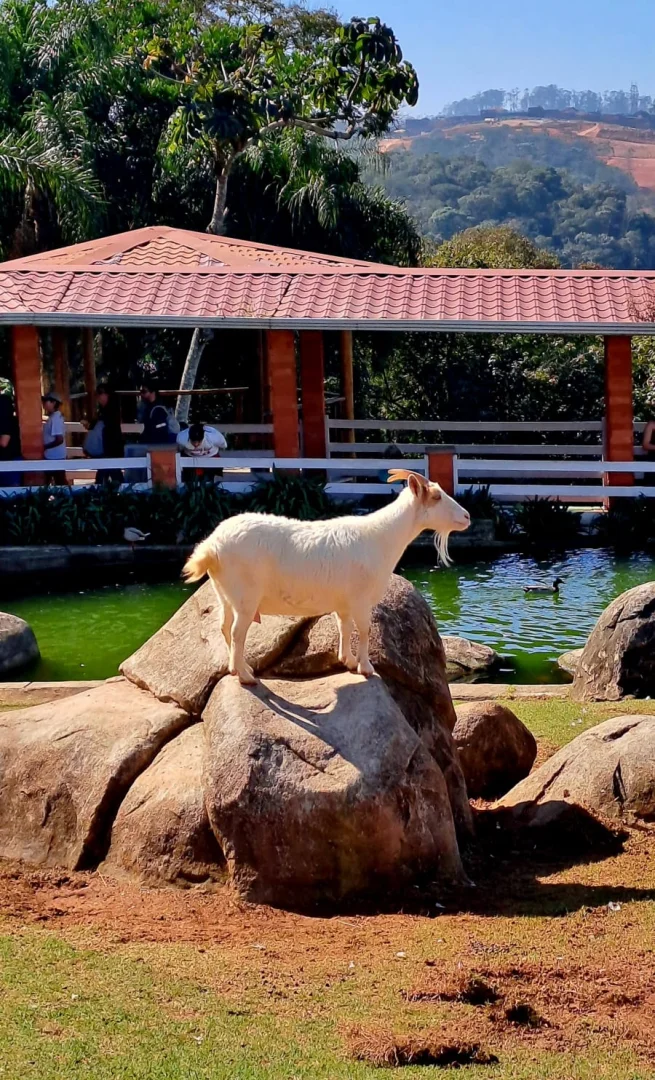 ANIMÁLIA PARK - Cotia - out/26