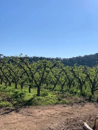Jundiai - 17 de Outubro